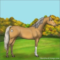 Horse Color:Silver Buckskin 