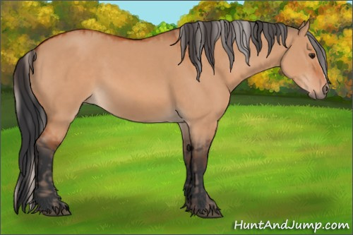 Horse Color:Silver Bay Dun and Bay Dun
