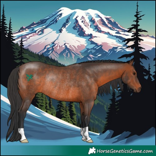 Horse Color:Brown Rabicano 