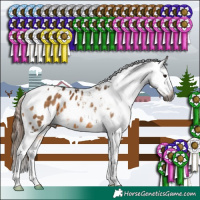 Horse Color:Gray Bay Dun Tobiano Appaloosa