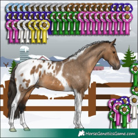 Horse Color:Gray Bay Dun Tobiano Appaloosa