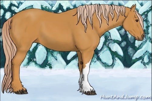 Horse Color:Palomino 