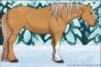 Horse Color:Palomino 
