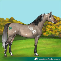 Horse Color:White Spotted Bay Dun Rabicano 