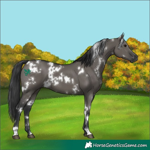 Horse Color:White Spotted Grullo 