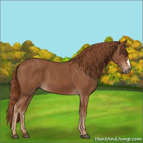 Horse Color:Chestnut 