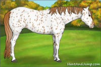Horse Color:Chestnut Tobiano Appaloosa 