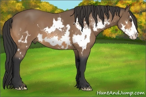 Horse Color:Bay Splash Frame