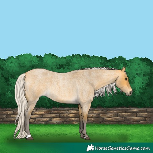 Horse Color:Silver Buckskin Roan 