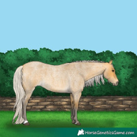 Horse Color:Silver Buckskin Roan 
