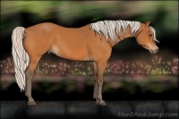 Horse Color:Silver Buckskin 