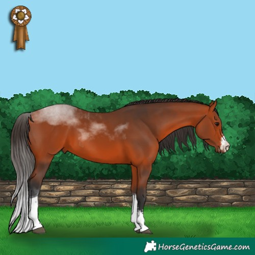 Horse Color:Bay Sabino Tobiano