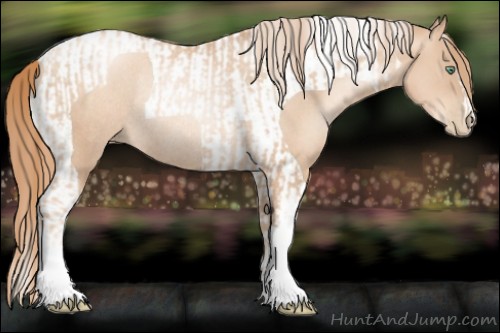 Horse Color:Gold Champagne Pearl Rabicano and Gold Champagne Pearl Tobiano Rabicano