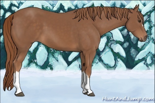 Horse Color:Chestnut 