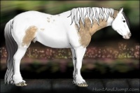Horse Color:Buckskin Dun Sabino Splash Tobiano
