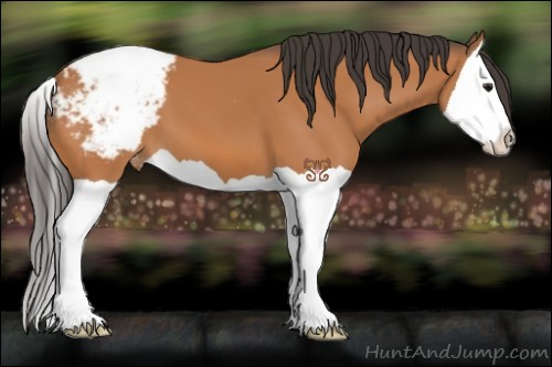 Horse Color:Bay Splash Appaloosa 