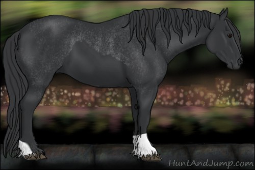 Horse Color:Black  and Black Rabicano 