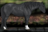 Horse Color:Black and Black Rabicano