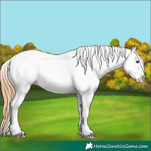 Horse Color:White Spotted Chestnut Appaloosa 