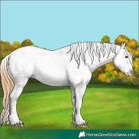 Horse Color:White Spotted Chestnut Appaloosa 