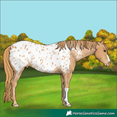 Horse Color:Chestnut Appaloosa 