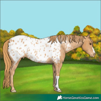 Horse Color:Chestnut Appaloosa 