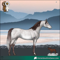 Horse Color:Platinum Chocolate Buckskin Roan 