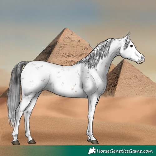 Horse Color:Brown Sabino 
