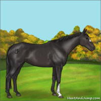 Horse Color:Smoky Black 