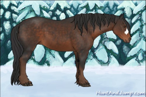 Horse Color:Liver Chestnut 