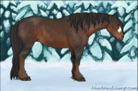 Horse Color:Liver Chestnut 