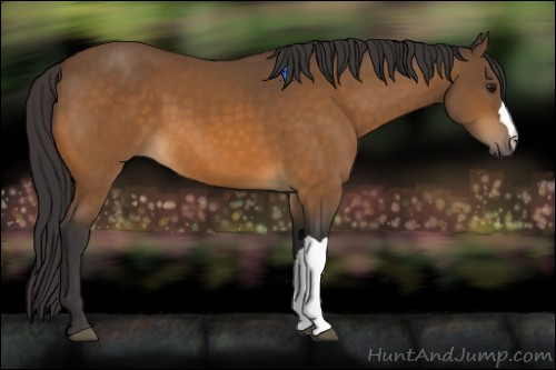 Horse Color:Buckskin 