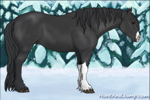 Horse Color:Black 