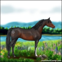 Horse Color:Brown 
