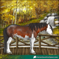 Horse Color:Brown Sabino Splash