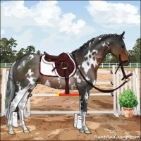 Horse Color:White Spotted Brown Rabicano 