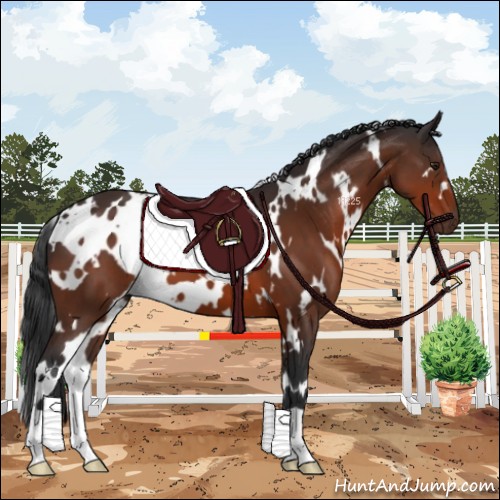 Horse Color:White Spotted Brown 