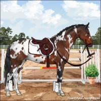 Horse Color:White Spotted Brown 