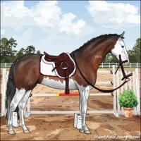 Horse Color:Brown Splash Rabicano