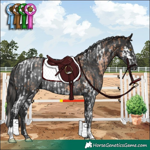 Horse Color:White Spotted Brown Pearl Splash Rabicano and Black Rabicano