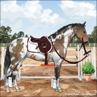 Horse Color:White Spotted Brown 