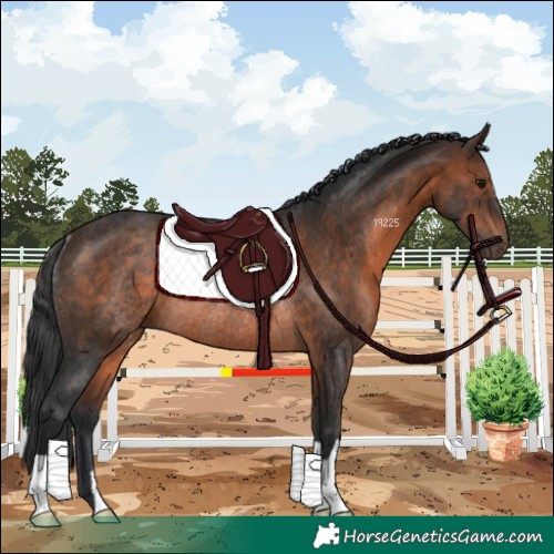 Horse Color:Brown Rabicano 