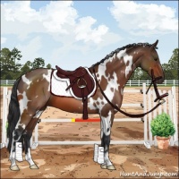 Horse Color:White Spotted Bay 