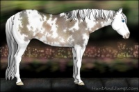 Horse Color:White Spotted Brown Dun Splash 