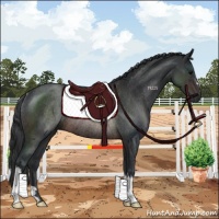Horse Color:Brown Rabicano
