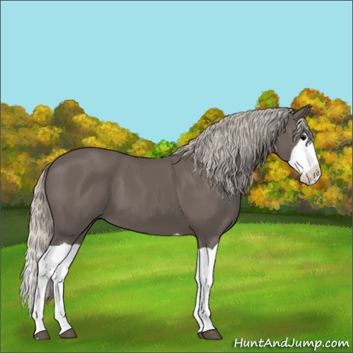 Horse Color:Silver Black Splash 