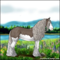 Horse Color:Silver Black Splash 