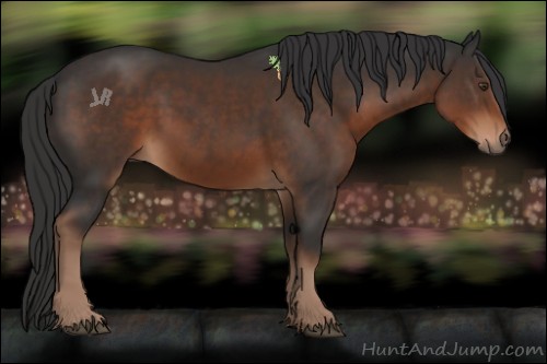 Horse Color:Liver Chestnut 