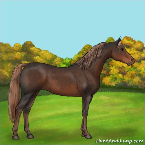 Horse Color:Liver Chestnut 