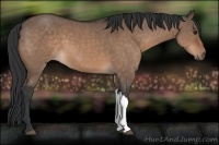 Horse Color:Brown Dun 